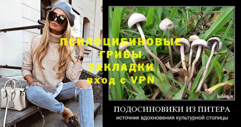 Псилоцибиновые грибы Psilocybe  Невель 